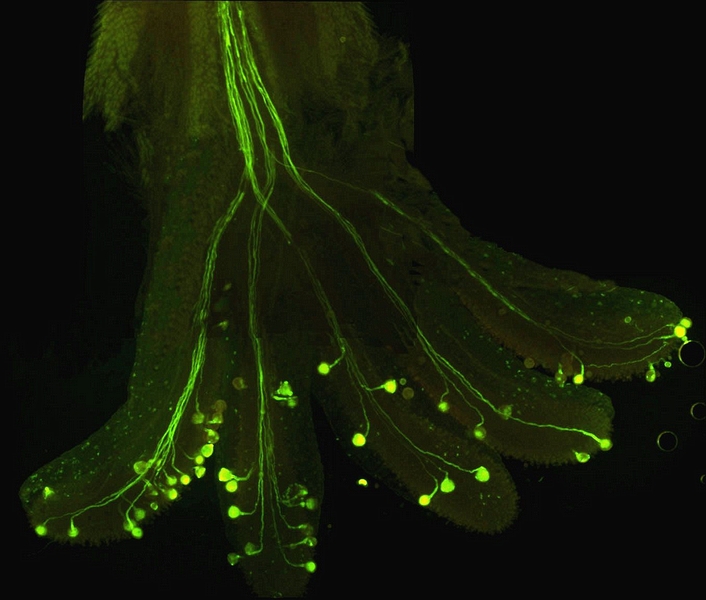 Erodium cazorlanum style