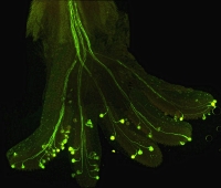 Erodium cazorlanum style