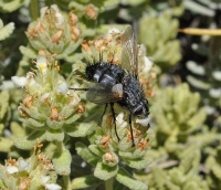 Compsilura concinnata in Teucrium polium