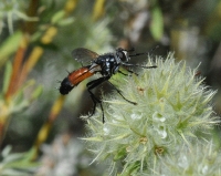Cylindromyia sp