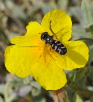 Scavea sp in Helianthemum croceum