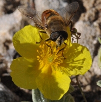 Eristalis tenax in Helianthemum croceum