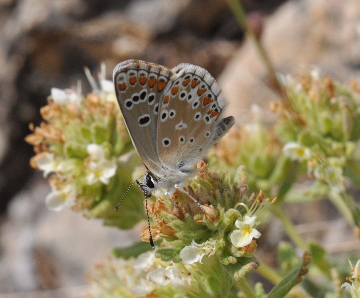 Aricia cramera in Teucrium polium