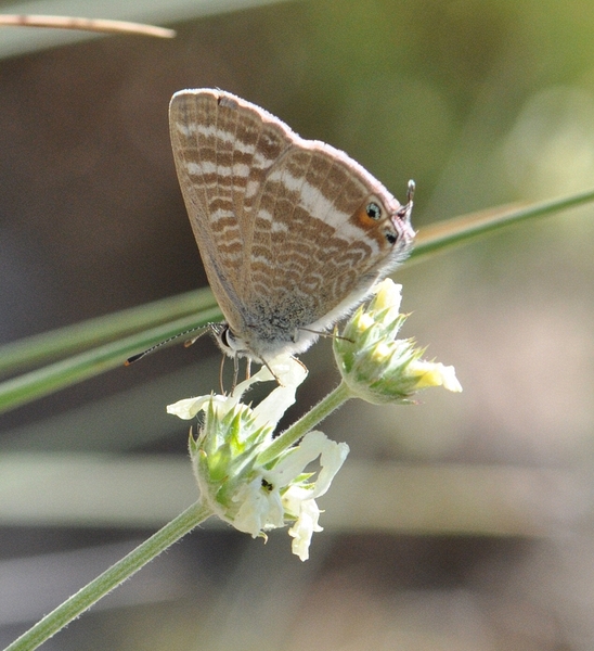 Lampides boeticus in Sideritis incana