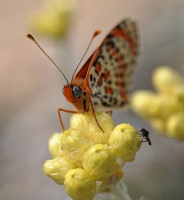 Melitaea didyma in Helichrysum italicum