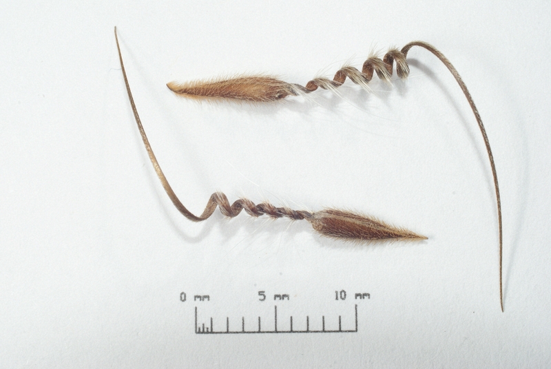 Erodium cazorlanum fruits