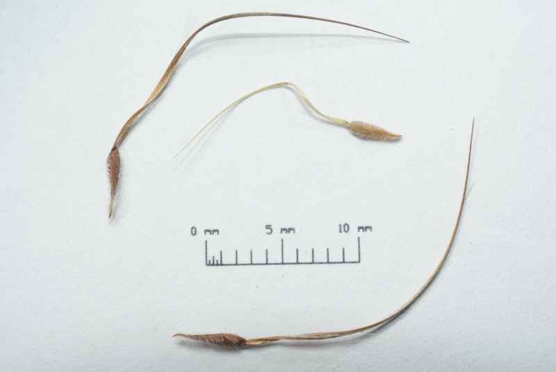 Erodium cicutarium fruits