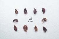 Fumana paradoxa seeds