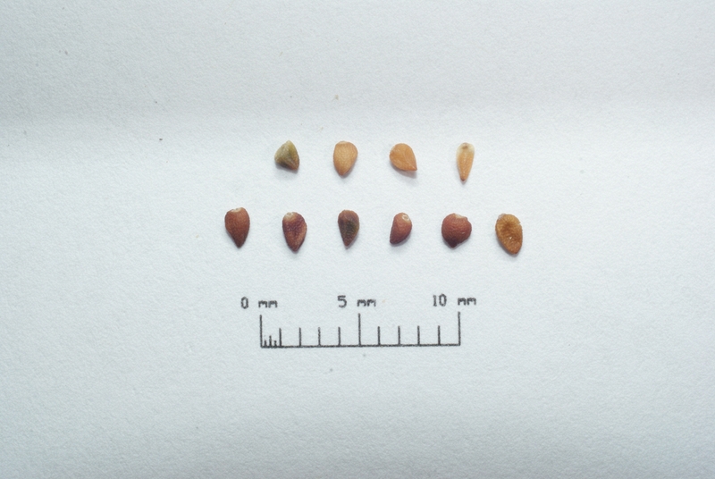 Helianthemum cinereum seeds