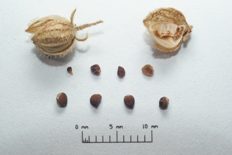 Helianthemum croceum fruits and seeds