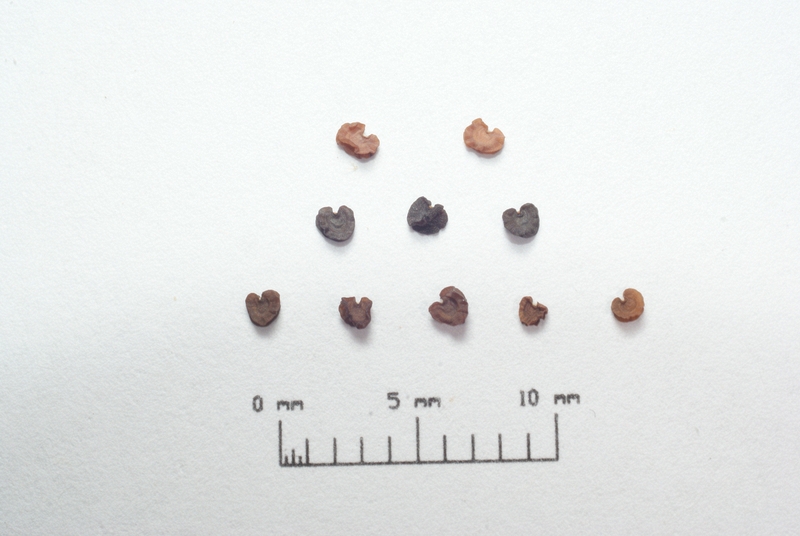 Silene colorata seeds