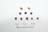 Silene colorata seeds