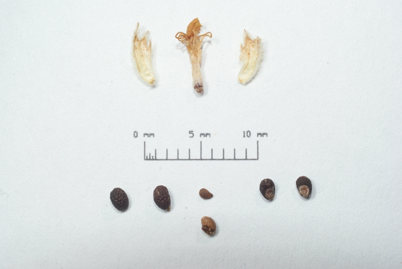 Teucrium polium fruits and seeds