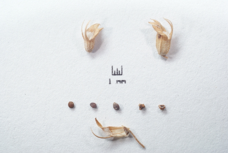 Thymus orospedanus fruits and seeds