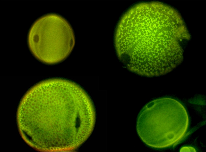 Cistaceae pollen ( the big ones are Fumana spp. and the small ones are Helianthemum spp.)