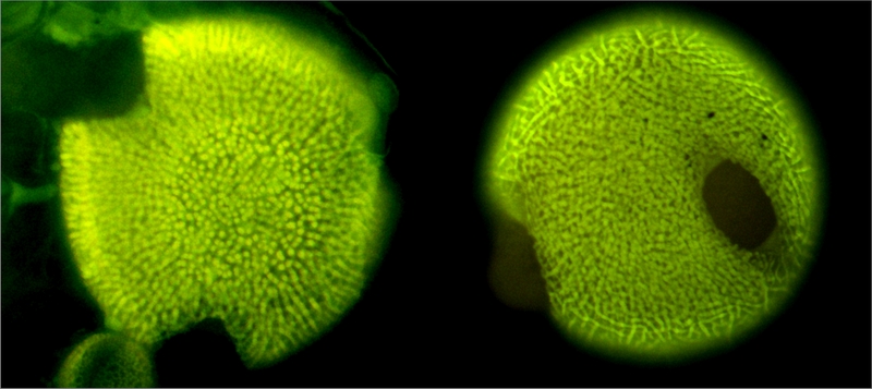 Erodium cazorlanum (left) and Erodium cicutarium (right)