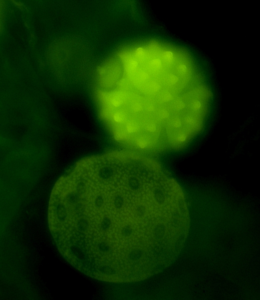 S. colorata and Compositae pollen