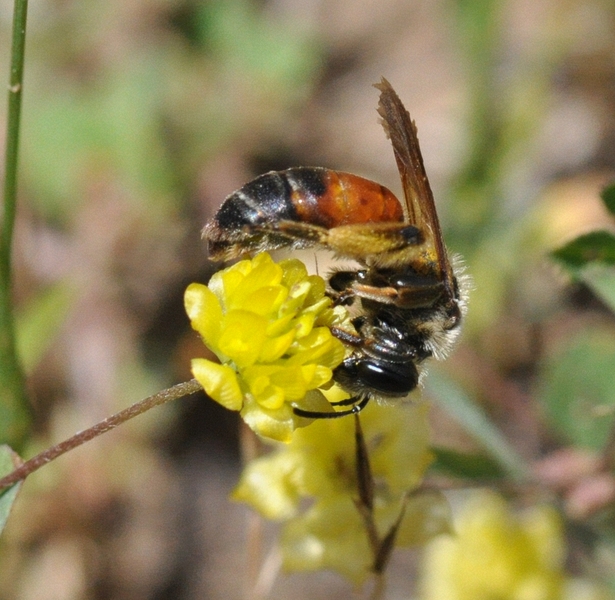 Andrena sp