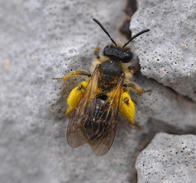 Andrena sp