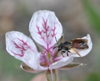 Andrena sp in Erodium cazorlanum