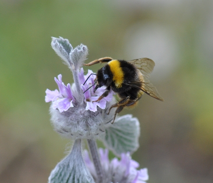 Bombus terrestris in Marrubium supinum