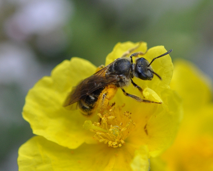 Lasioglossum sp in Helianthemum cinereum