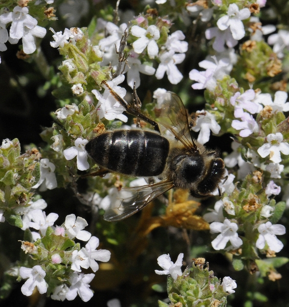 Apis mellifera in Thymus orospedanus