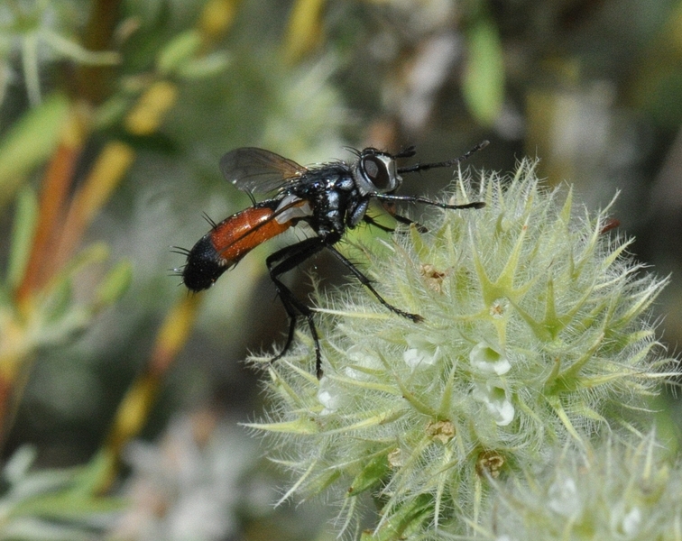 Cylindromyia sp