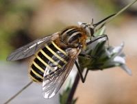 Parageron incisus in Arenaria armerina