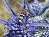 Chlorophorus trifasciatus in Eringyum dilatatum