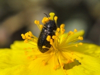 Aplocnemus sp in Helianthemum cinereum
