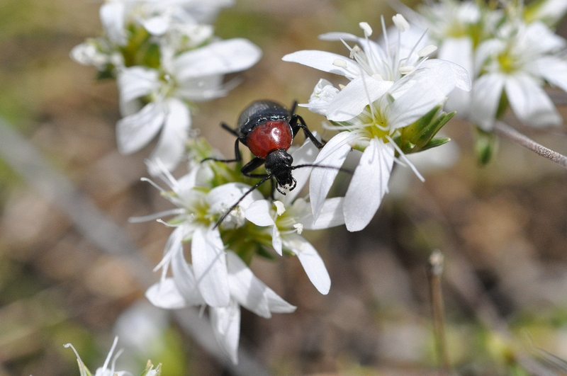 Heliotaurus sp in Arenaria armerina