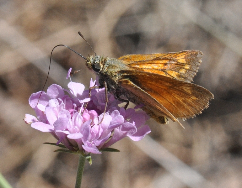 Thymelicus acteon in Scabiosa andryalifolia