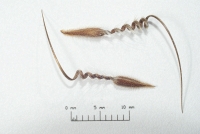 Erodium cazorlanum fruits