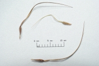 Erodium cicutarium fruits