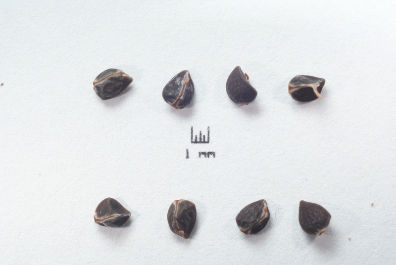 Fumana baetica seeds