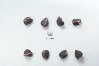 Fumana baetica seeds