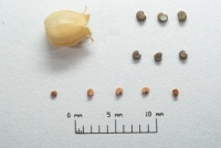 Silene psammitis lasiostyla fruits and seeds