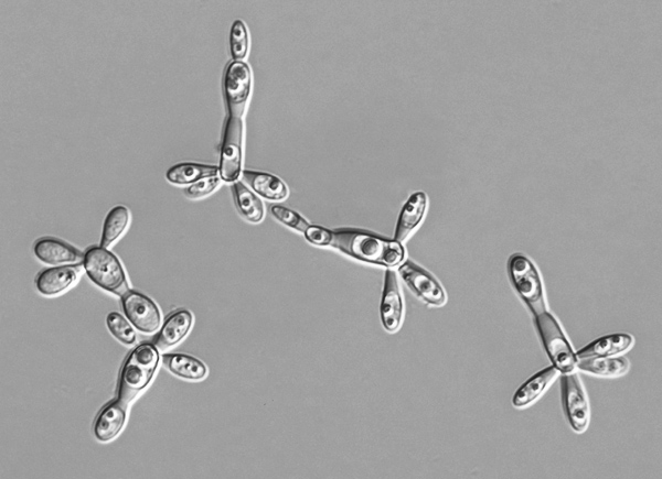 Metschnikowia_gruessii